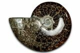 Polished Ammonite (Cleoniceras) Fossil - Madagascar #339180-1